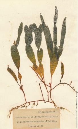 Caulerpa prolifera.jpg